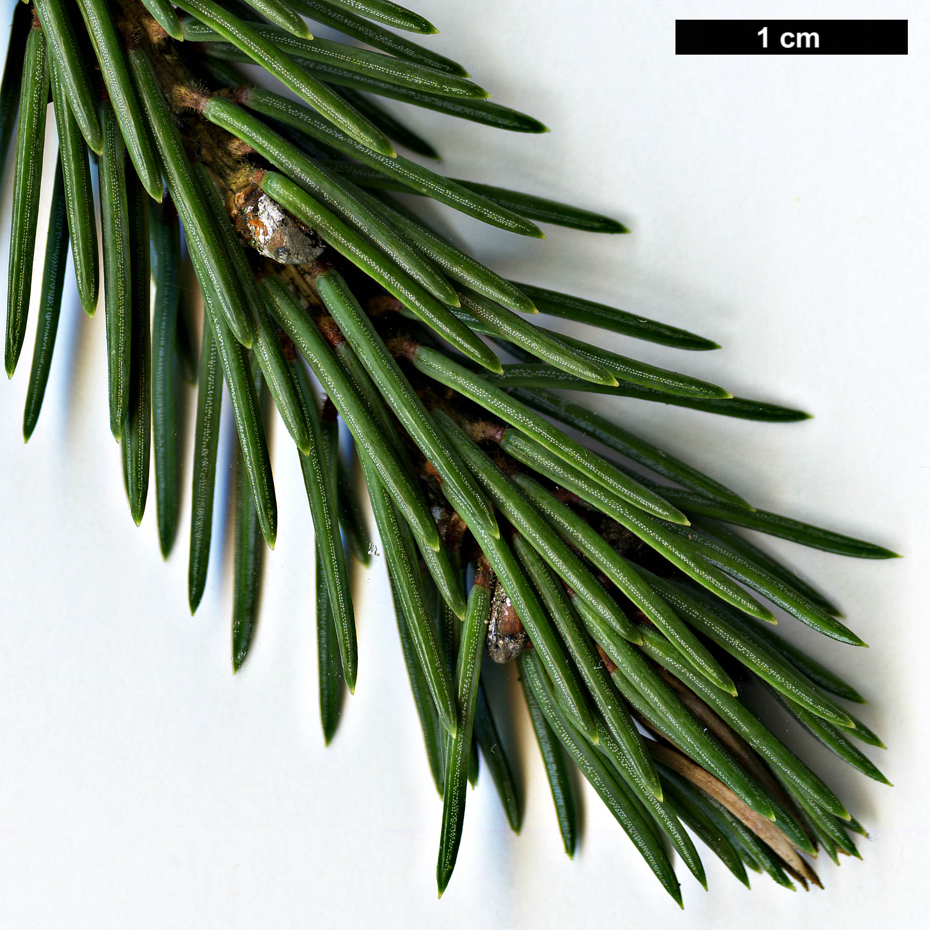 High resolution image: Family: Pinaceae - Genus: Picea - Taxon: likiangensis - SpeciesSub: var. rubescens